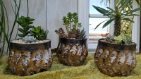 12cm Santiago Pot with Plant (3)